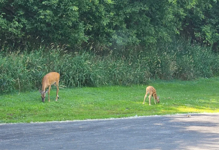 Deer are on the move